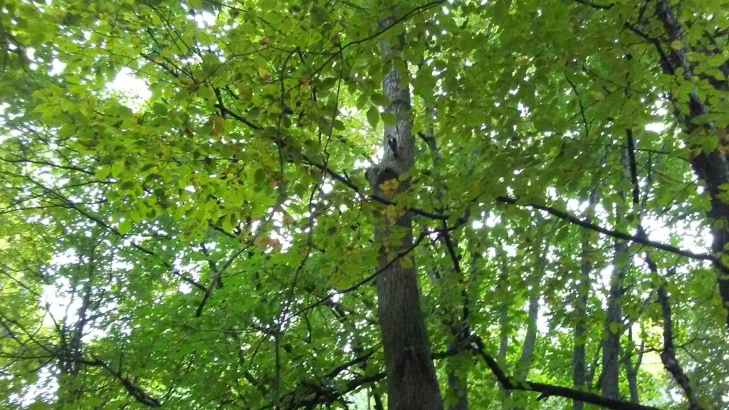 Woodpecker at work