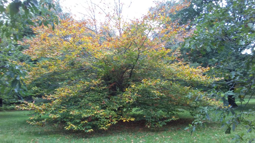 Fagus grandifolia (American beech or North American beech)