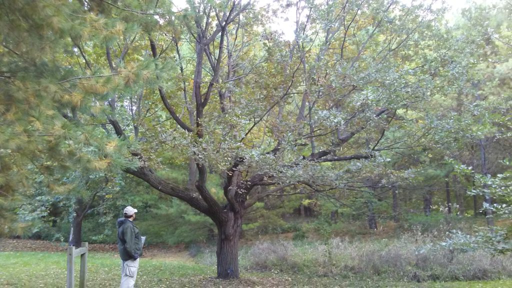 English Oak