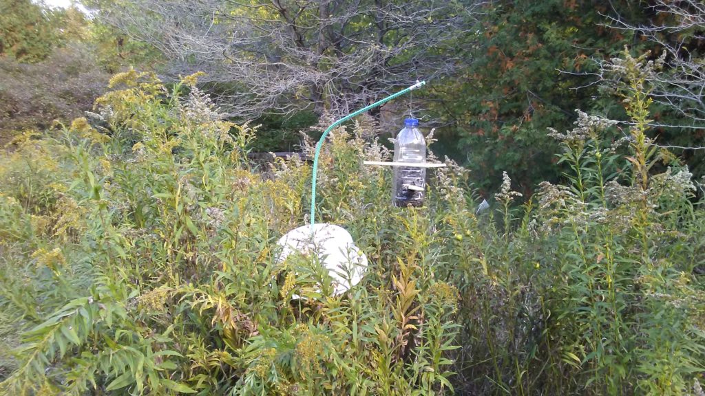 Bird feeder