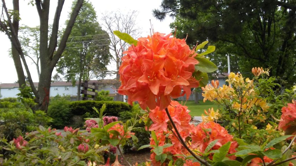 Orange rhododendron