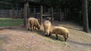 Sheep with tails