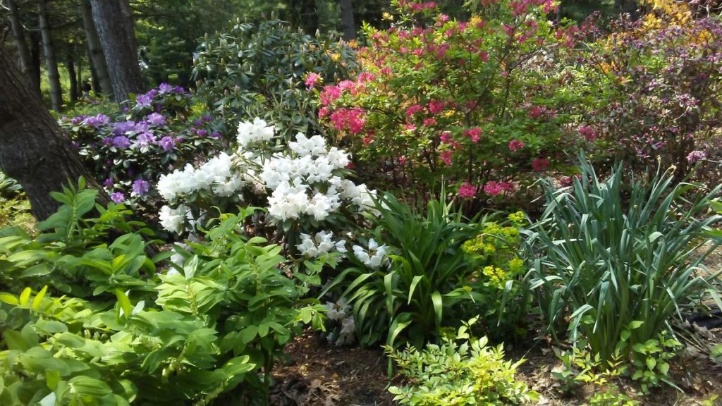 Brueckner Rhododendron Gardens - My Ontario